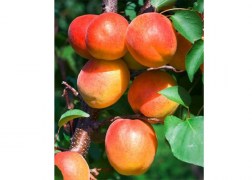 Prunus Armeniaca Korai Piros / Korai Piros kajszi